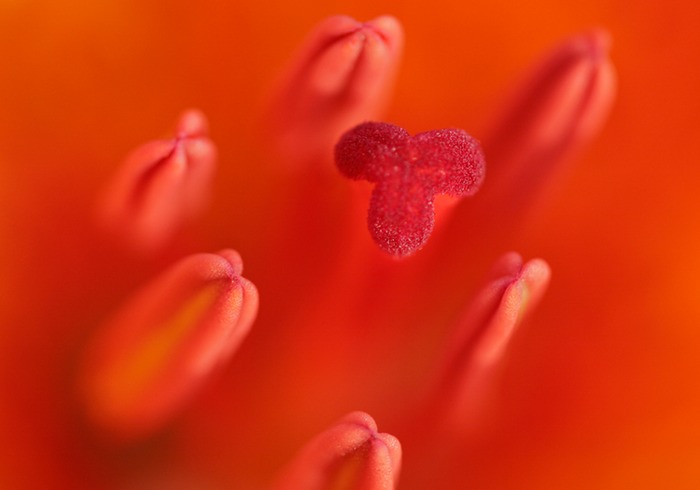 Lily 003