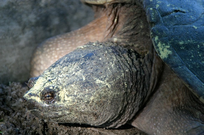 Turtle 001