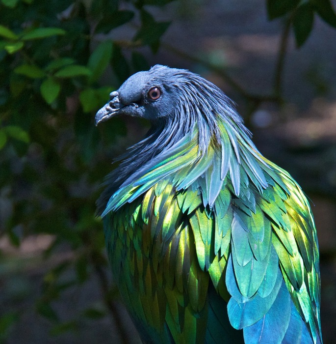 Nicobar Pigeon 001