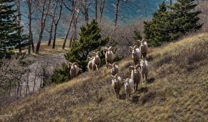 Waterton Lakes  002